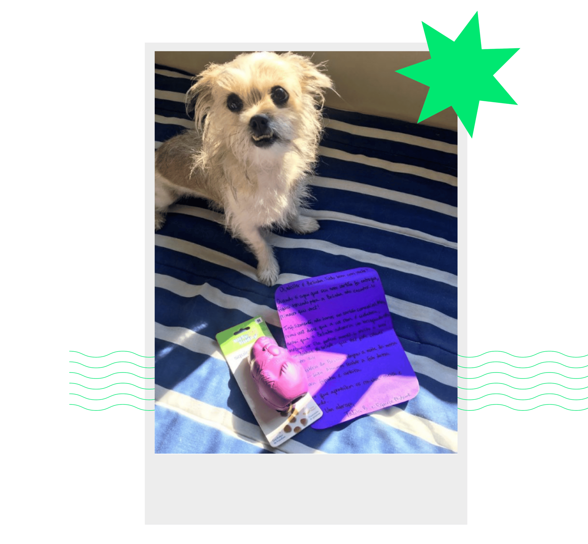 caso do cachorro que viralizou nas redes sociais: brand persona do nubank respondeu e deu alguns mimos ao cliente